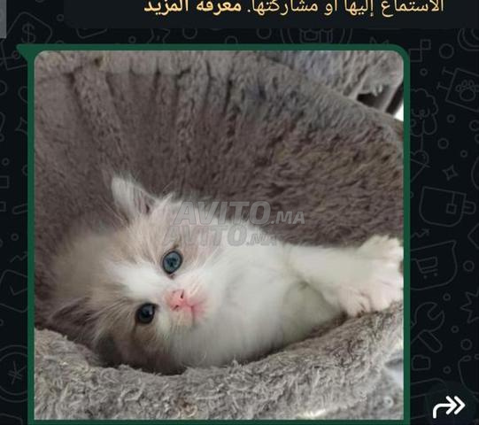 قطة راجدول عمرها 50 يوم - 2