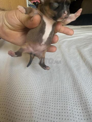Chihuahua toy à vendre - 2