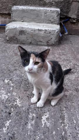 4 chats adorables à adopter - 2