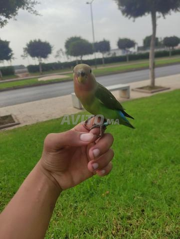 طائر الروز ذكر مدرب على الطيران الحر 🦜 - 2