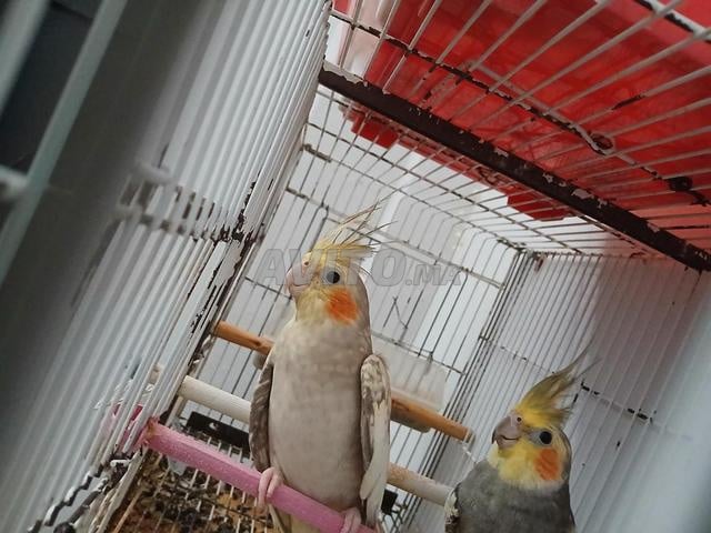 2 calopsittes Isabelles avec leur cage - 2