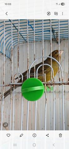 Tembrado belle voix. Mâle. Avec cage - 2