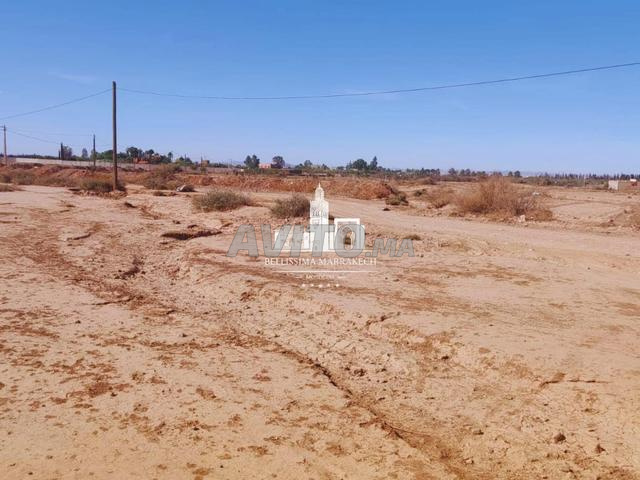 🌴 Terrain 5 hectares la palmeraie