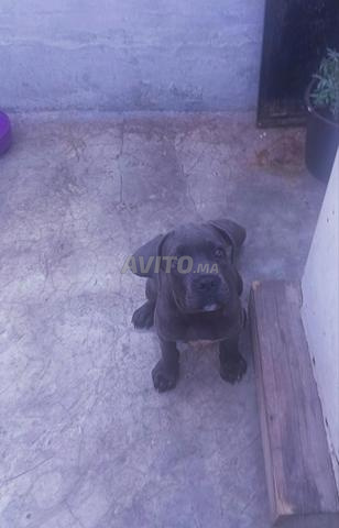 Super femelle Cane Corso pure race - 2