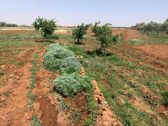 2 hectares ou 1000 m² propriété foncière - 2