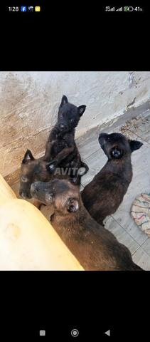 Super chiots Malinois charboni - 2