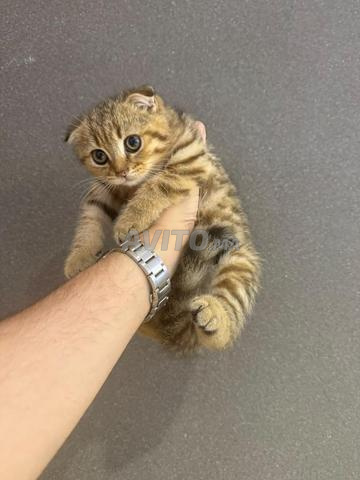 Femelles Scottish fold - 2