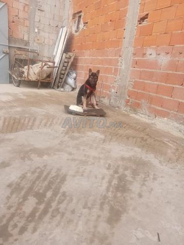 Chien Berger 6 mois, carnet de santé, raison de vente petit balcon - 2