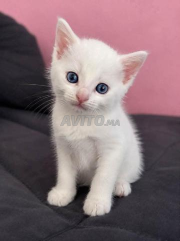 Chat Siamois et Angora Turc - 2