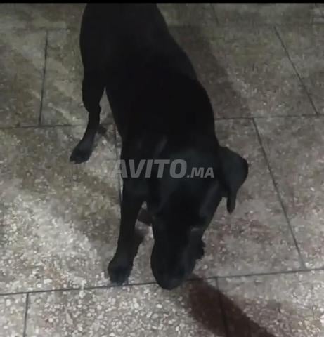 Cane Corso Femelle