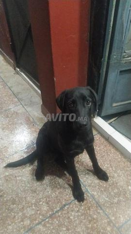 Cane Corso Femelle - 2