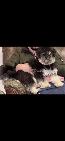 Chien à vendre - 2