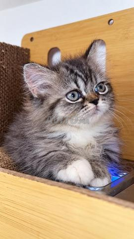 Adorable persan chinchilla - 2