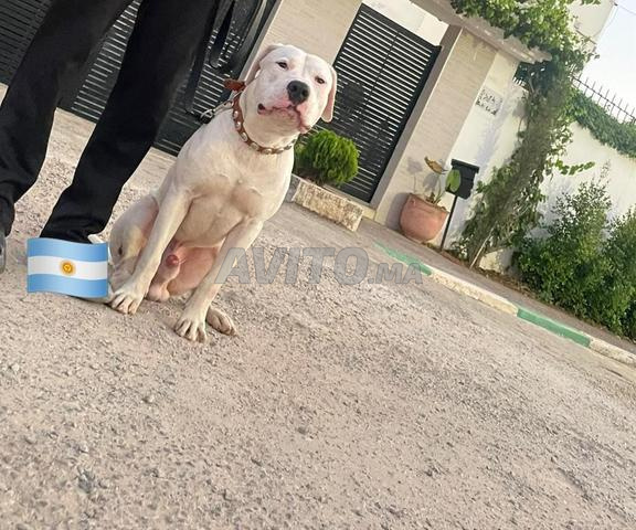 Chien argentin - 2