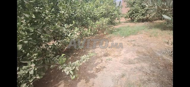 حديقة ومنزل تقليدي - 2