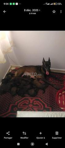 bébé malinois charboni - 2