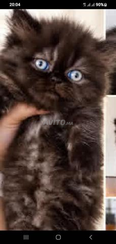 PERSAN PIKI FACE 45 JOURS - 2