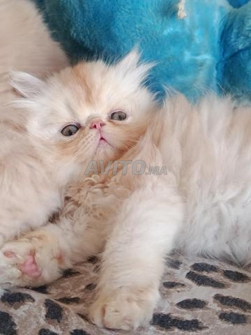 chaton persan race pur male - 2