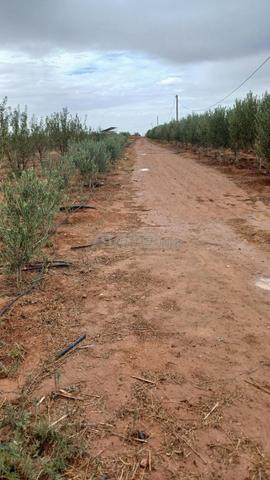Terrain agricole irrigué et équipé à vendre