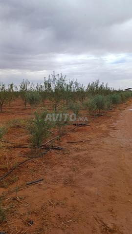 Terrain agricole irrigué et équipé à vendre
