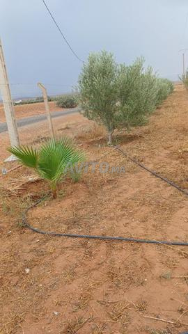 Terrain agricole irrigué et équipé à vendre