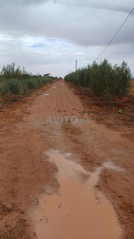 Terrain agricole irrigué et équipé à vendre