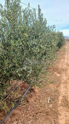 Terrain agricole irrigué et équipé à vendre