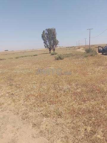 Terrain de 4 hectares titré dans les environs de Tiflet 25 millions par hectare