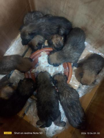 Mes chiots Malinois - 2