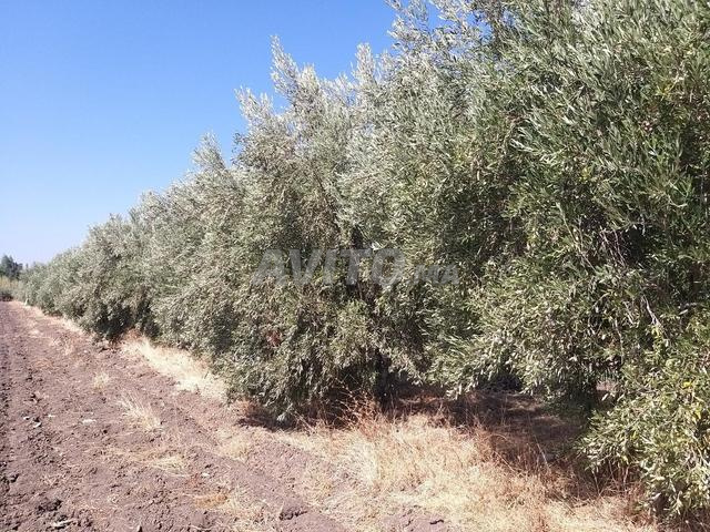 Olive trees for sale in Sidi Kacem, Zeara Nahda, welcome - 2