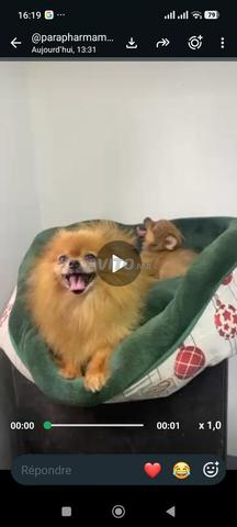 Chiot Spitz - 2