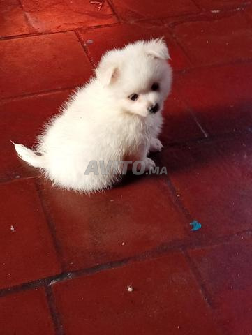 Chiot Spitz Pomeranian - 2