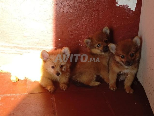 Chiot Spitz - 2