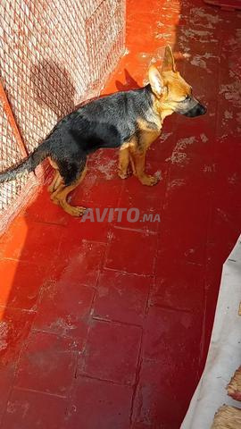 Chiot berger allemand cassé - 2