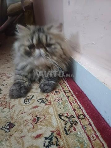 أنثى شيرازي 6 أشهر - 2