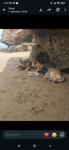 Vente de deux chiens pour les personnes intéressées - 2