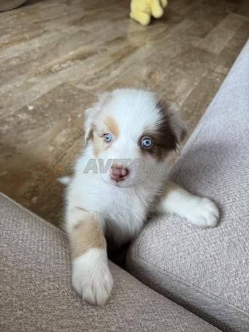 Chiots Berger Australien Pure race - 2 mois