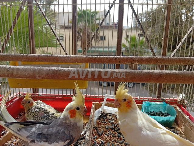Famille de cockatiels à vendre (père, mère et petit) - 2
