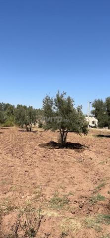 À VENDRE – SUPERBE TERRAIN 1 400 m² | ZONE VILLAS - 2