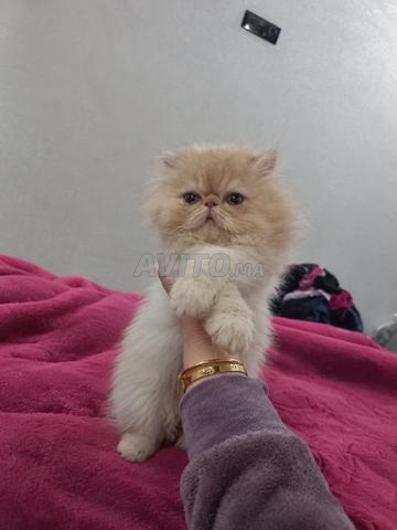 chat persan - 2