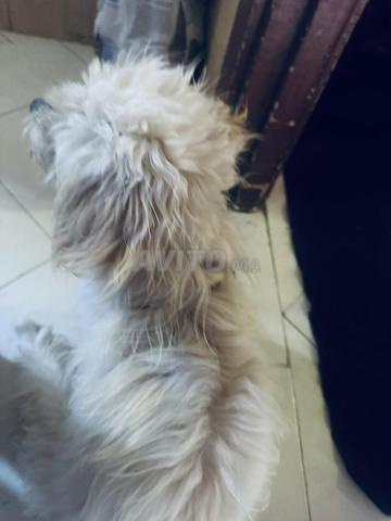 Chien avec carnet de vaccination - 2