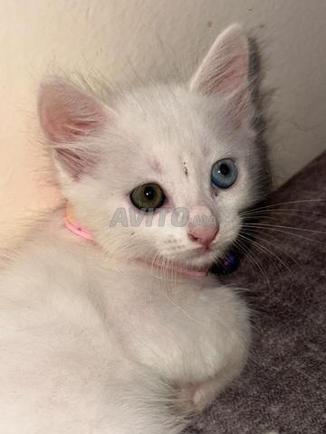 Chat blanc yeux bleus et marron - 2