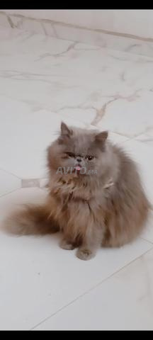 chat persan - 2