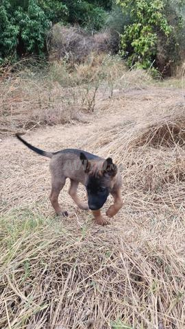 Malinois charbonné mâle de choix - 2