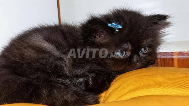 Superbe chaton Persan Noir Très Touffu - 2