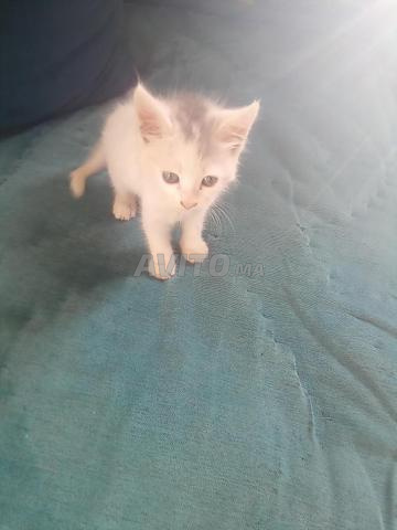 Petit chat blanc adorable - 2