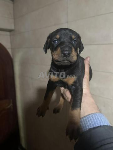 Doberman 45 jours - 2