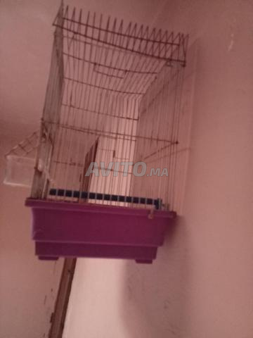Cage d'occasion à prix raisonnable pour l'élevage d'oiseaux - 2