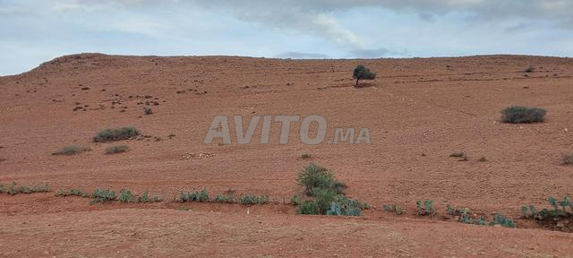 Terrain agricole très proche de la zone urbaine - 2