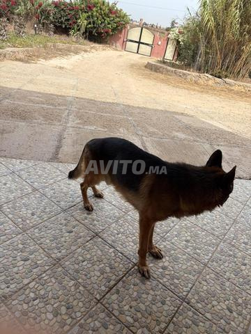 cherche reproduction chien pedigree - 2